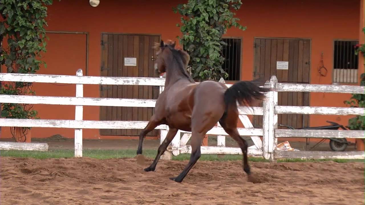 Geraldyne El Jamaal