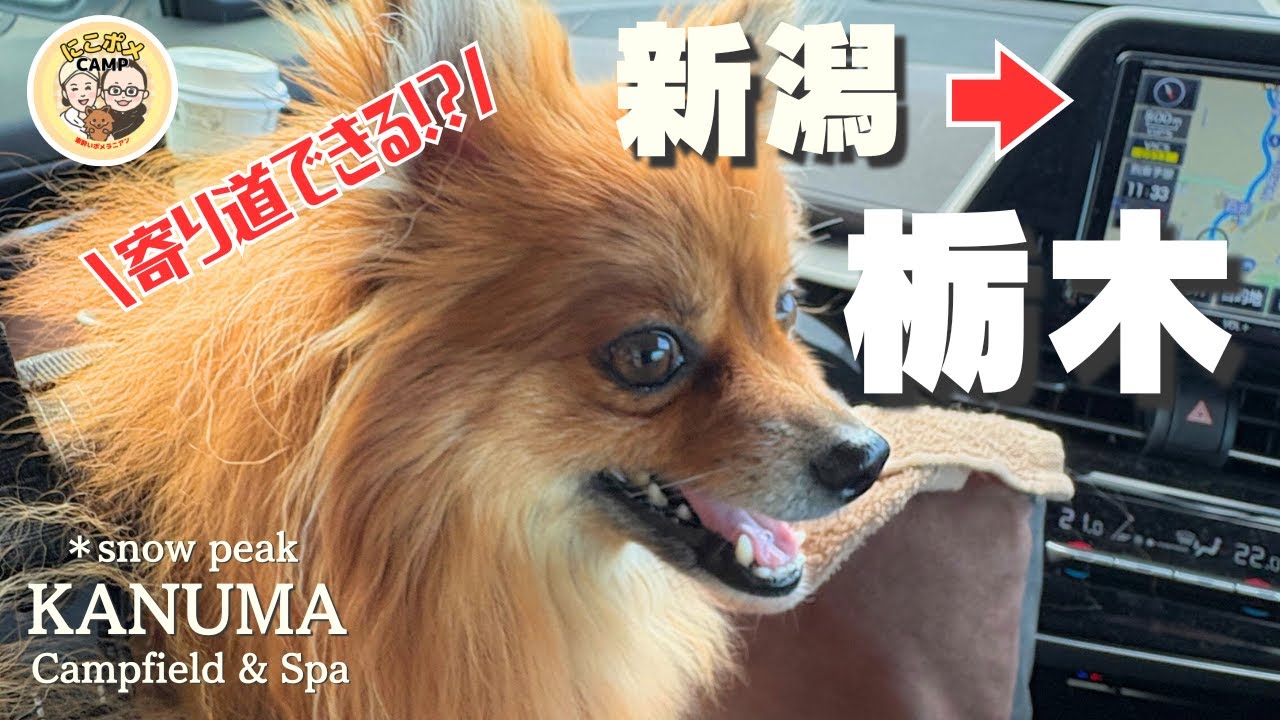 【犬連れ遠征】新潟から栃木へ 1月の道中と寄り道スポット