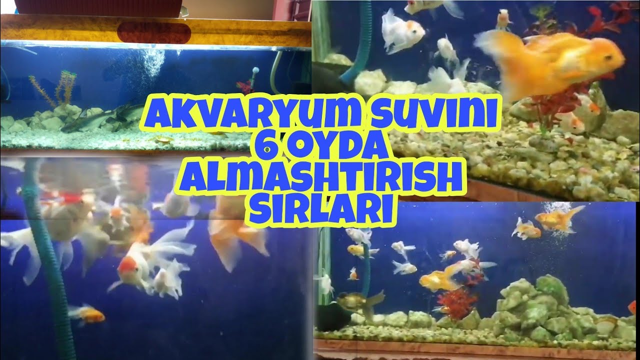 Akvaryum suvini 6 oyda almashtirish siri akvaryum baliqlari  boqish xaqida malumotlar