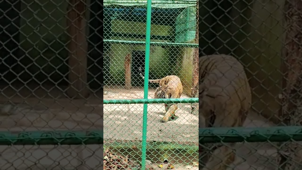 ormanjhi park ka tiger