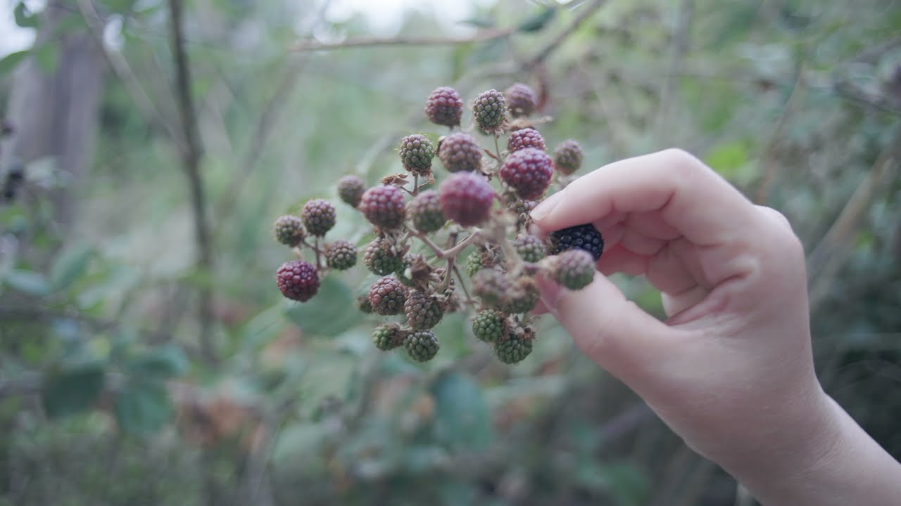 Canon EOS R6 / Canon FD 28mm f2.8 - Video test footage - [Vintage lens][4K][C-Log 3]
