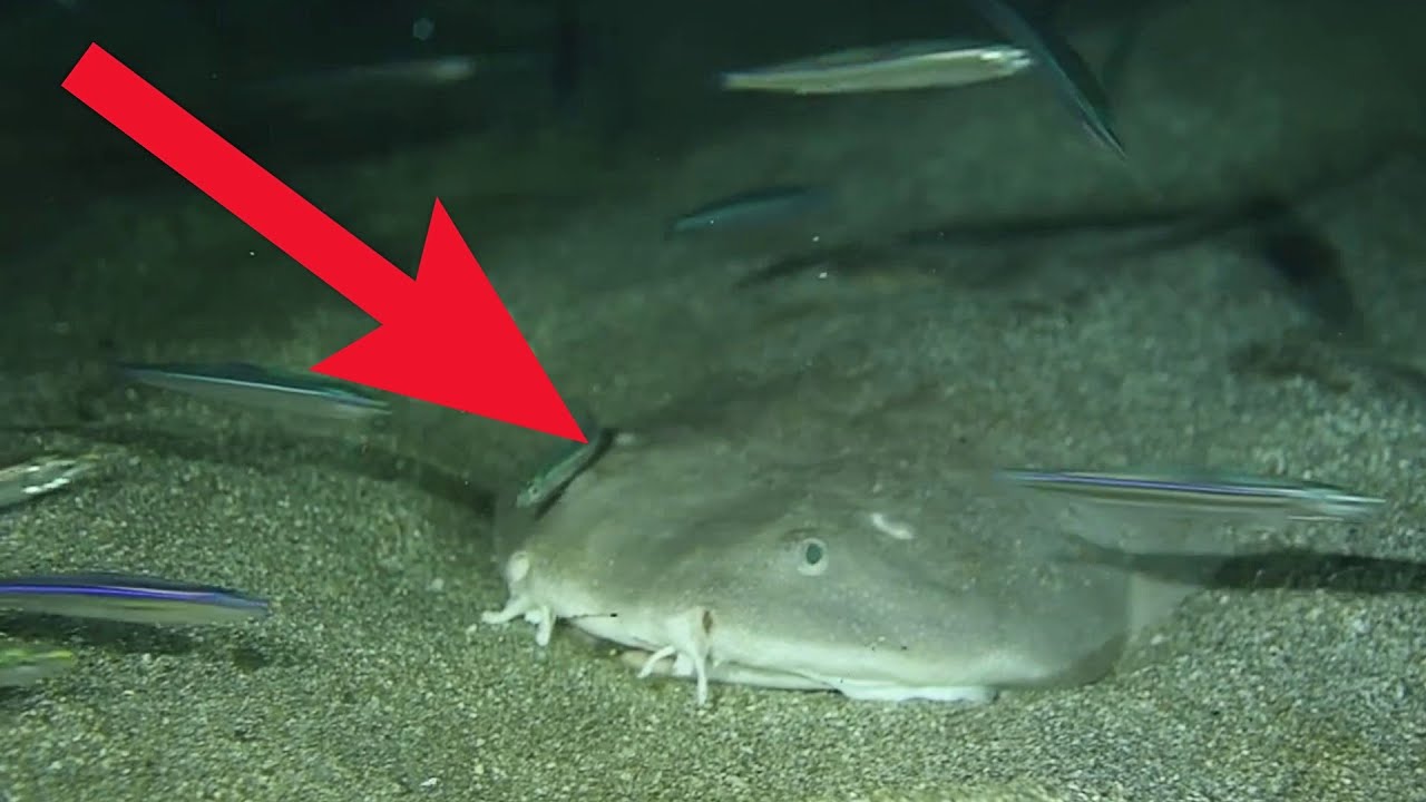 Watch How Giant Sand Shark Hunting At Night-  Sue Shirano Beach Night