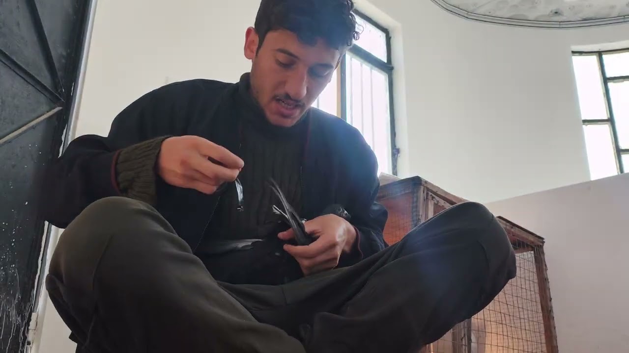 رجعتلي طيره تاره ومسكت غرابي  عزلت 