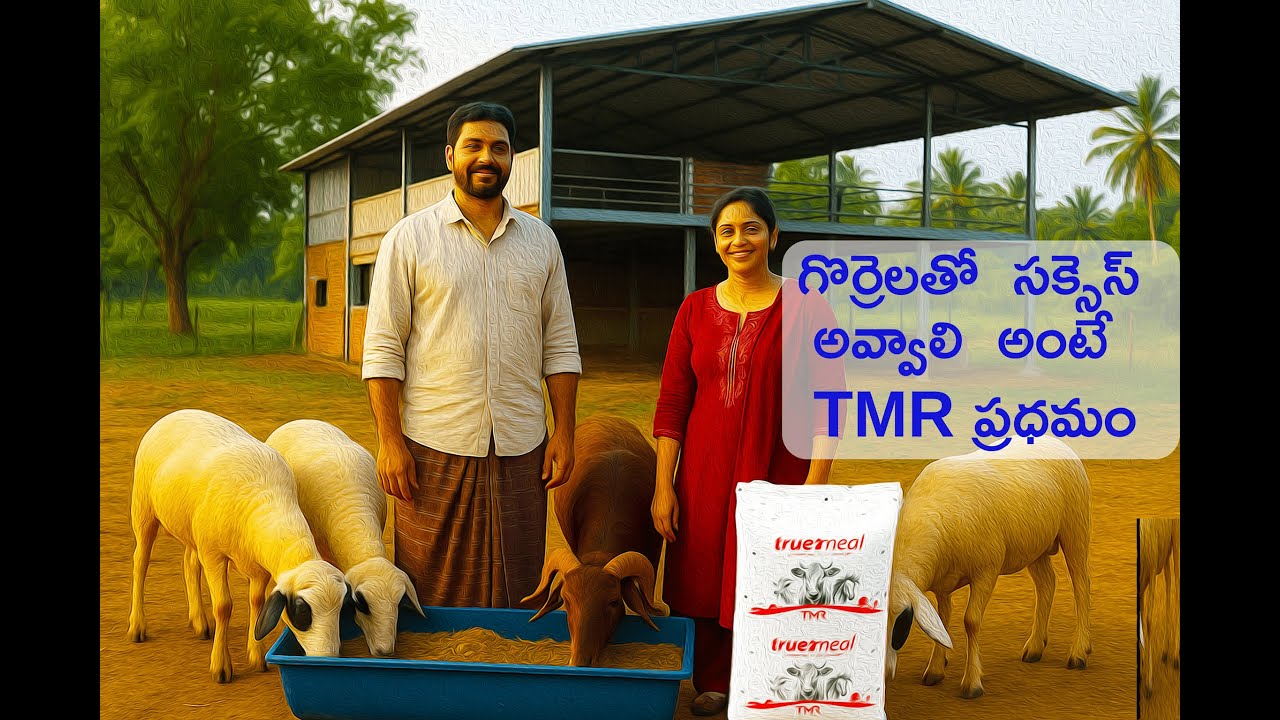 పొట్టేలులో సక్సెస్ ఆవలి అంటే మాత్రం TMR ప్రధమం   #farming #livestock #sheepfeed