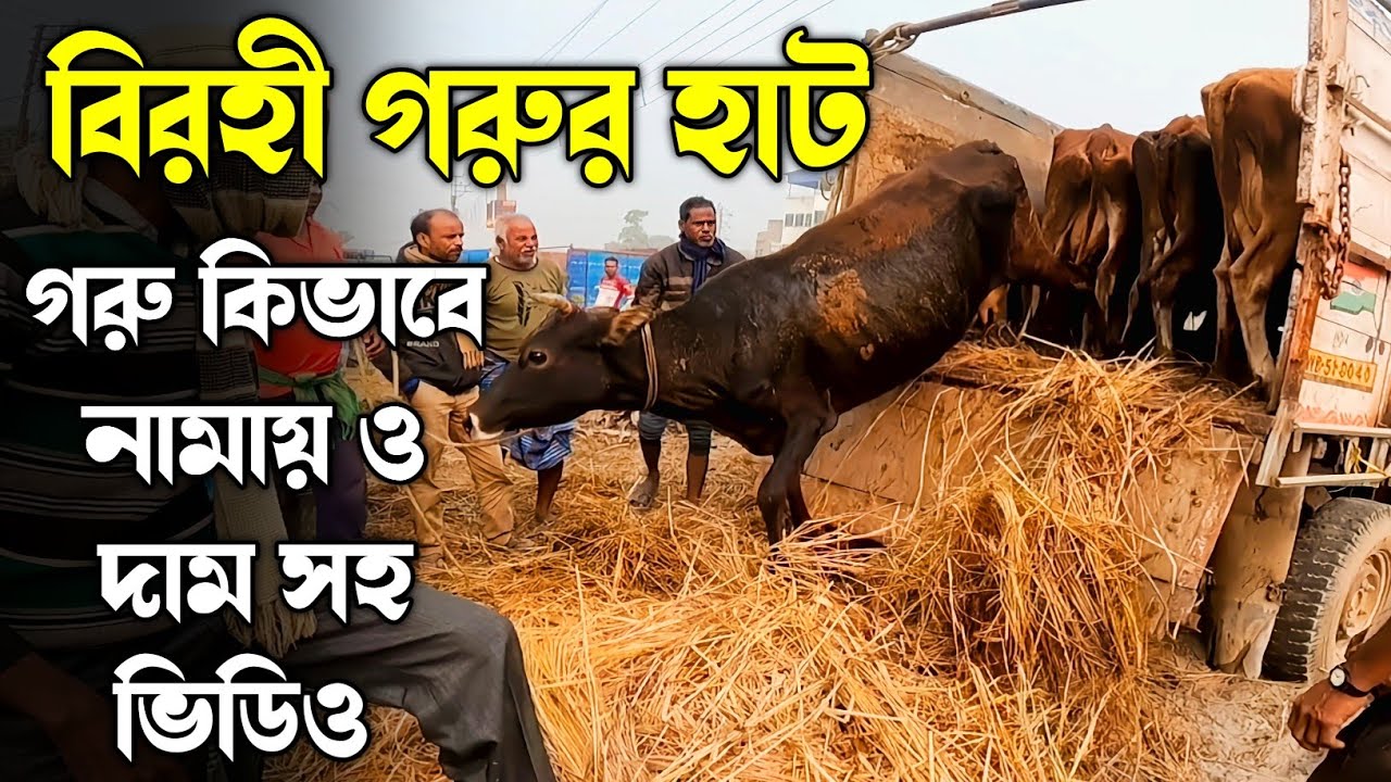 বিরহী গরুর হাট: Biggest Cow market near kolkata। Birohi Cow market।