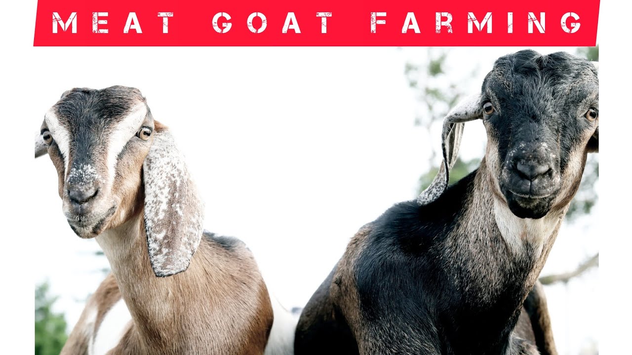 Meat Goats farming in Kenya? #goats #meat