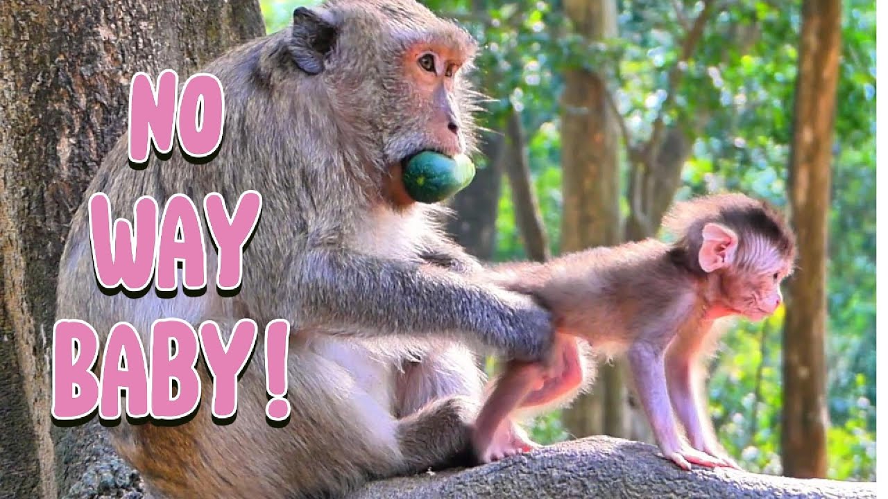 Summary Clip Adorable Tiny Babies and Their Daily Adventures!, |smsrmedia1540|
