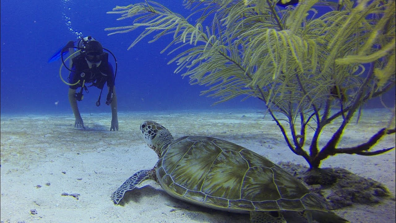Underwater ambience sounds | Scuba Diving | Deep Ocean footage