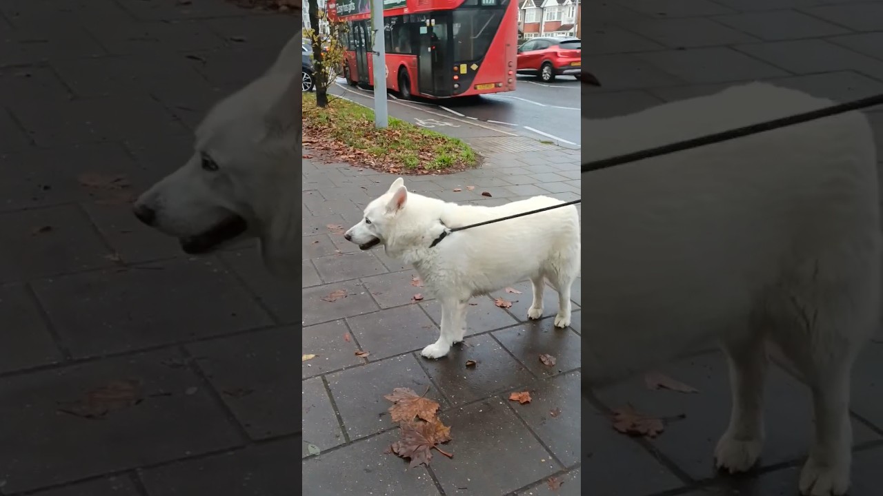 White Swiss Shepherd Dog 🐕&zwj;🦺#american #white #shepherd #dog #hounslow #london #2024 #shorts