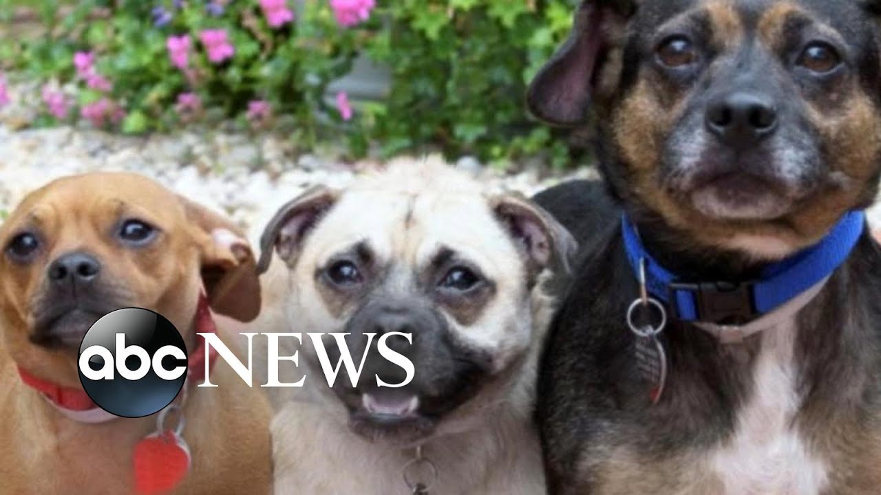 'GMA' Doggie Adoptathon: Meet the Three Musketeers Rescued From La. Flood Zone