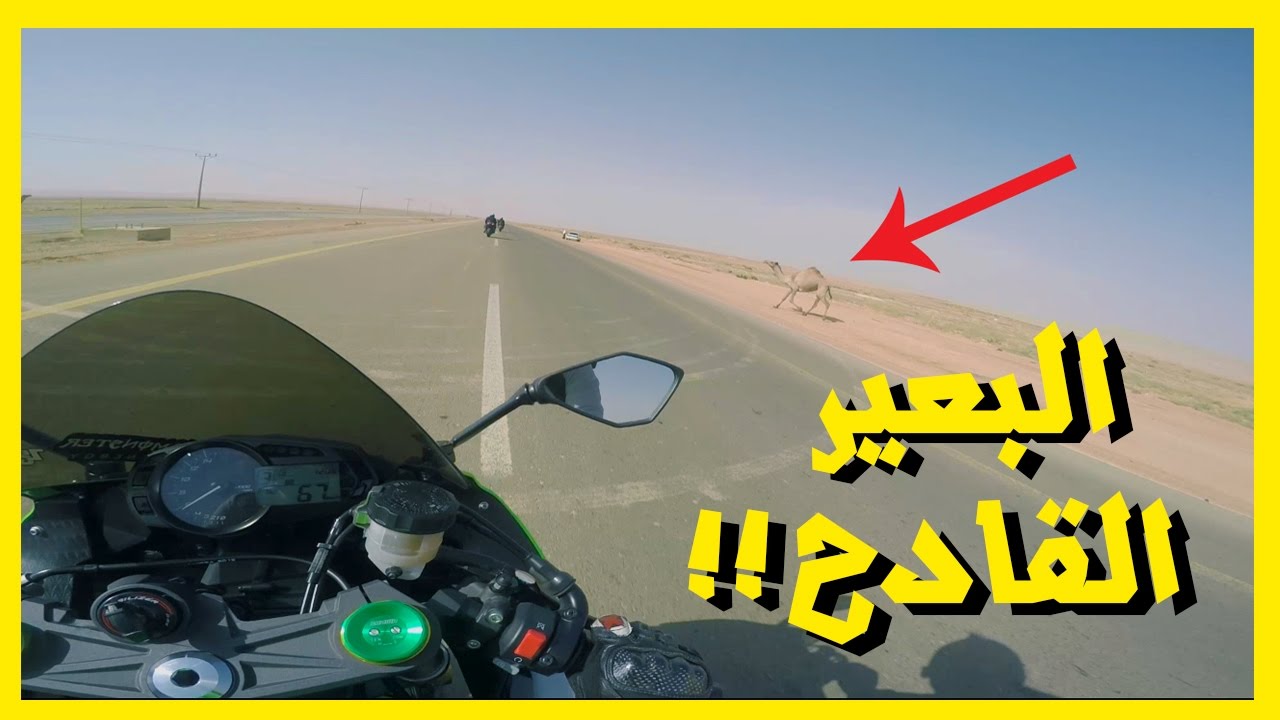 فلوق #19 - لقينا بحر في الرياض (البعير القادح!!)
