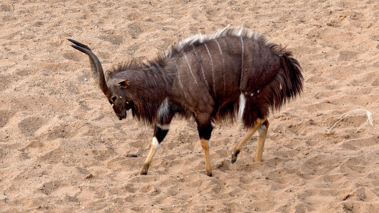 Nature&rsquo;s Ballet: A Nyala&rsquo;s Elegant Ritual for Romance