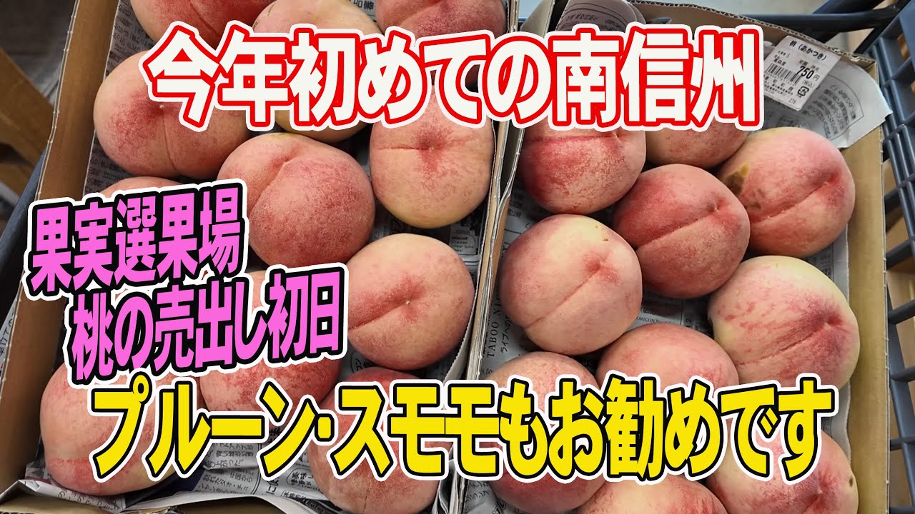 【桃を求めて南信州へ】規格外の桃を買うのは大変！桃の最盛期にはちょっと早かったです