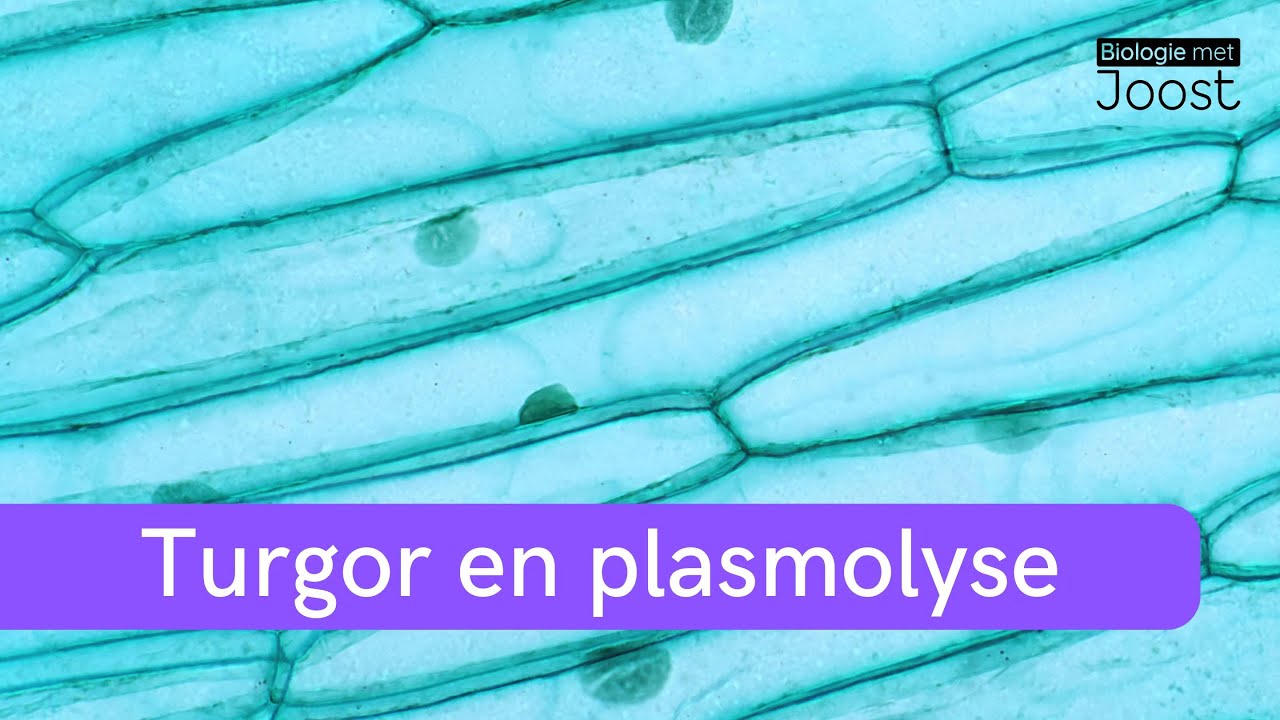 Turgor en plasmolyse | Hoe cellen hun stevigheid behouden | Samenvatting | Havo