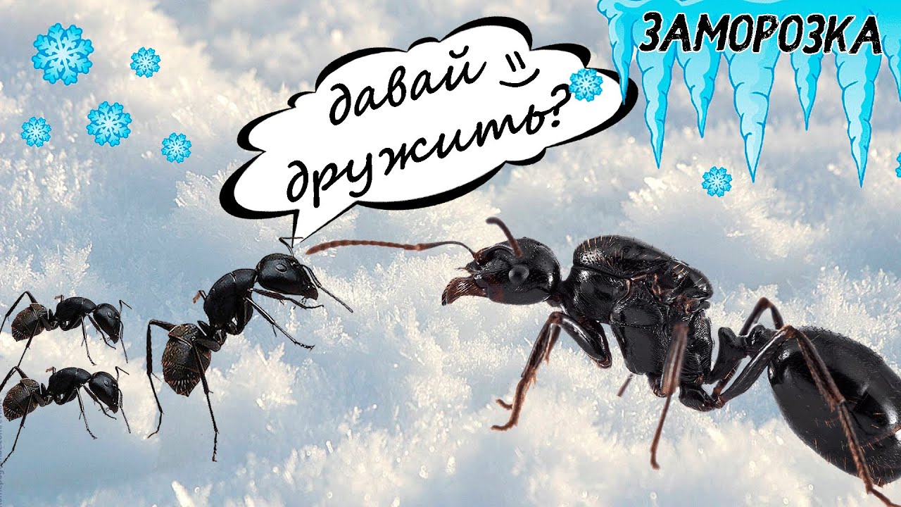 Подселение муравьев к матке через заморозку / Messor Structor / AntsWorld