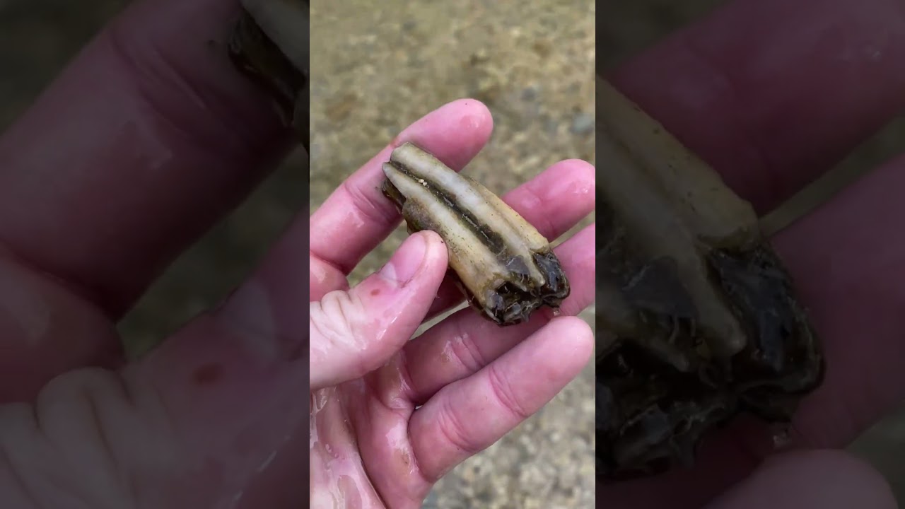 I found ICE AGE fossils in TEXAS #paleontology #fossilhunting