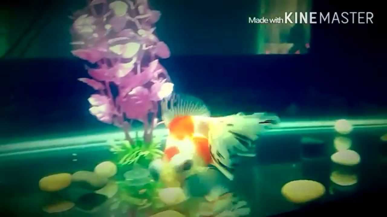 Butterfly Telescope from Dandy Orandas!