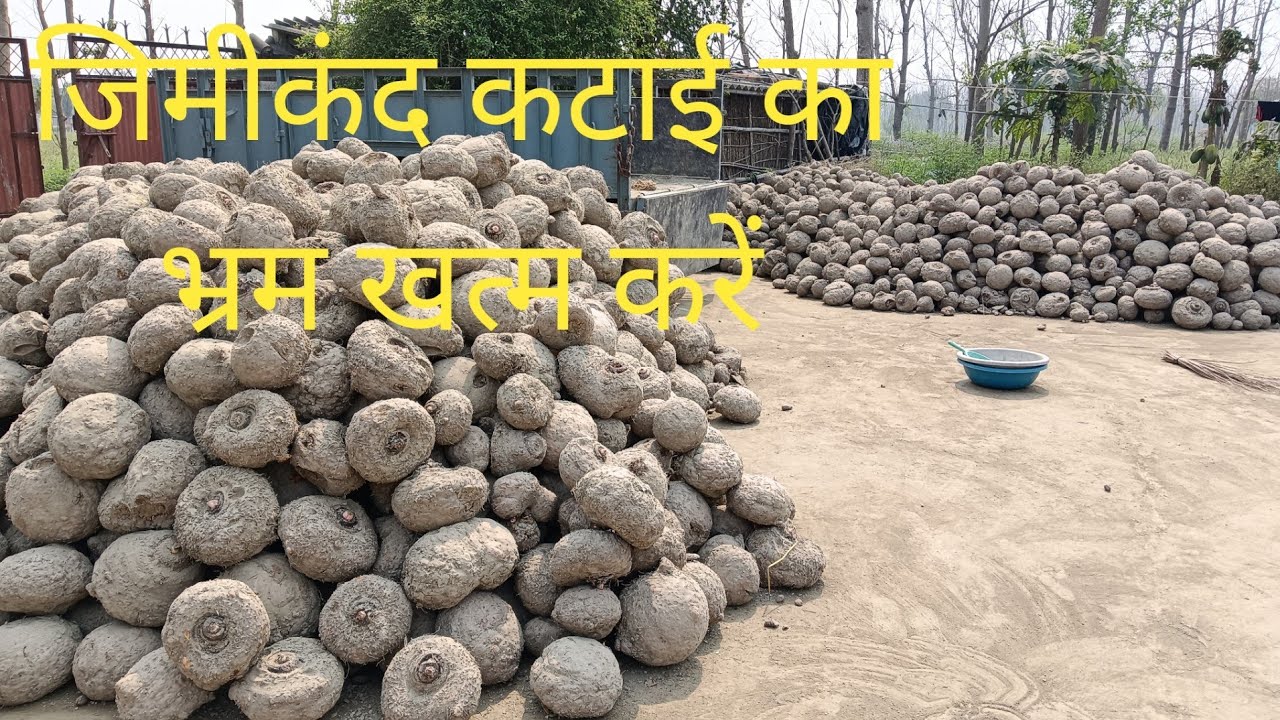 जिमीकंद कटाई का भ्रम खत्म करें