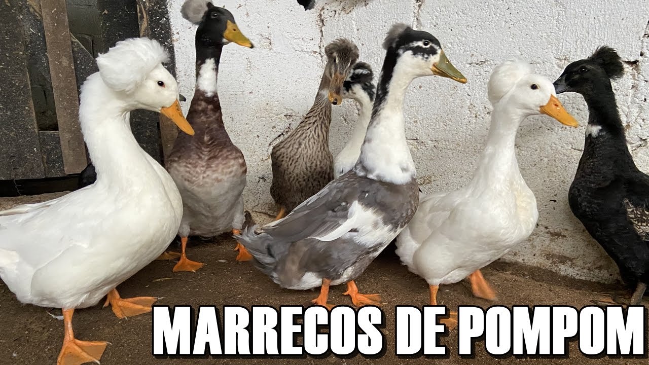 MARRECO DE POMPOM (TUDO QUE VOCÊ PRECISA SABER QUE OS CRIADORES NÃO TE CONTAM) #MARRECO #AVES