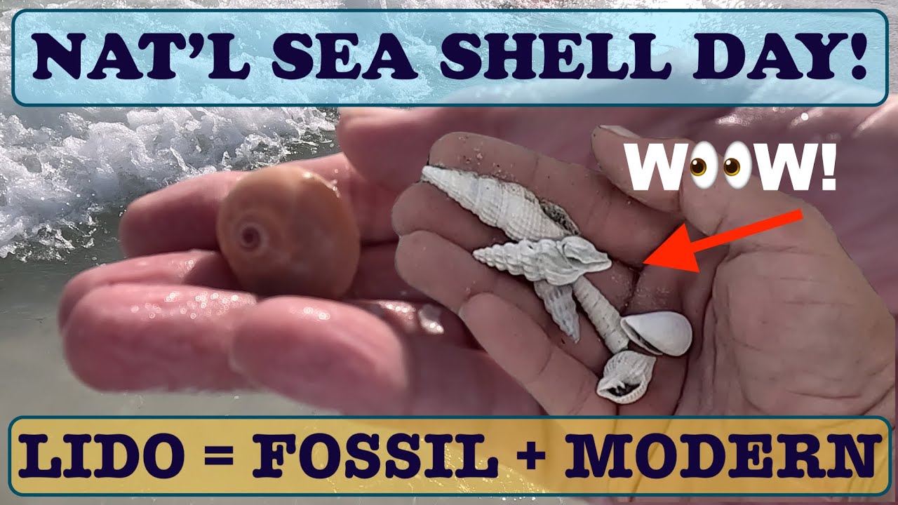LIDO National Seashell Day! Finding both Fossil & Modern shells at Lido Beach North in Sarasota FL