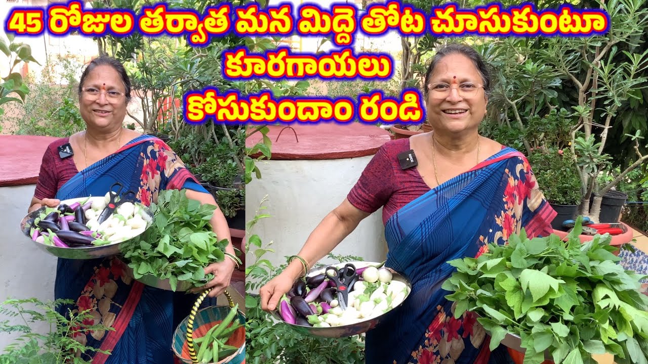45 రోజుల తర్వాత మన మిద్దె తోట ఎలా ఉందో చూద్దాం రండి చూస్తూ కూరగాయలు కోసుకుందాం  || Harvest