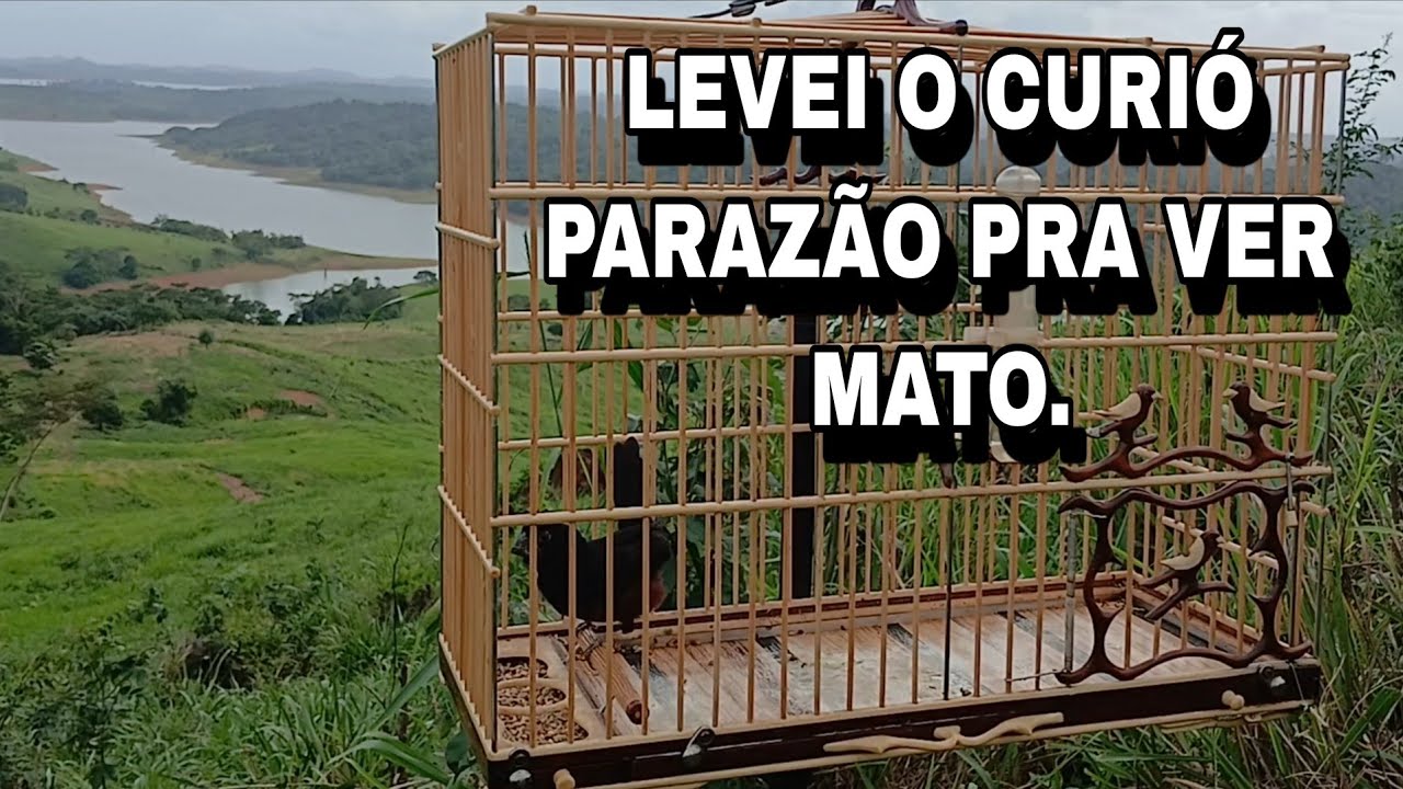 CURIÓ PARAZÃO CANTANDO E APRECIANDO ESSA LINDA PAISAGEM. 