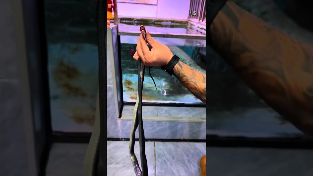 Arapaima has not stopped eating 🐍 snakes yet. #fishing #arapaima #trending #viral #snakes