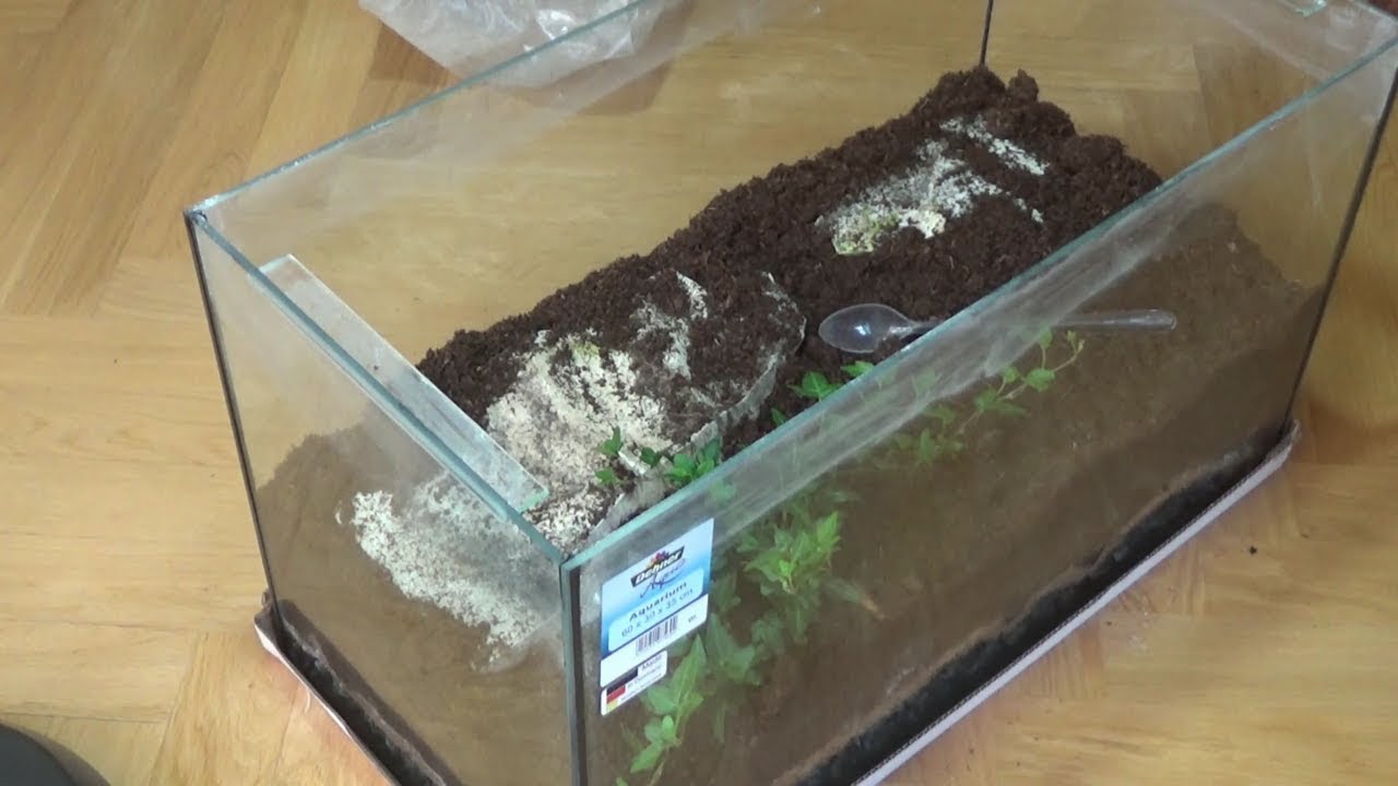 Ameisen Formicarium / Terrarium selber bauen