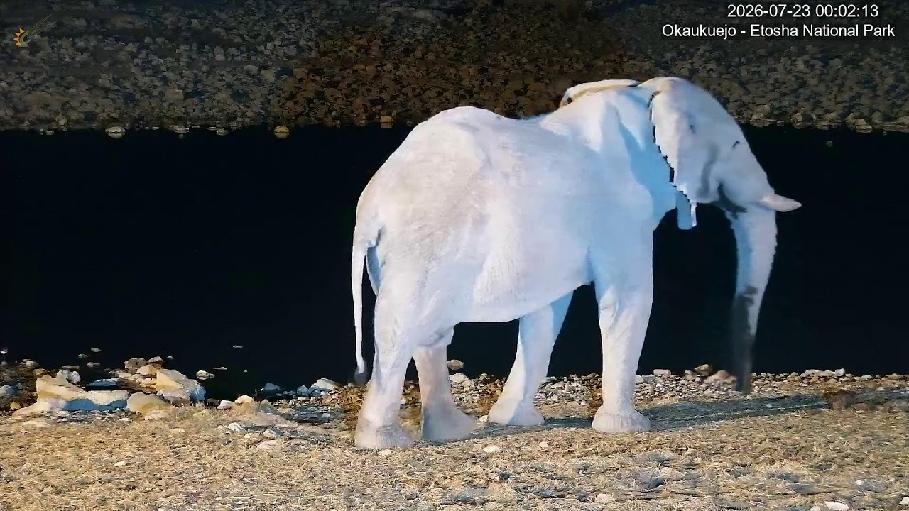 Okaukuejo Resort, Wildlife Waterhole: Live camera stream in the Etosha National Park in Namibia