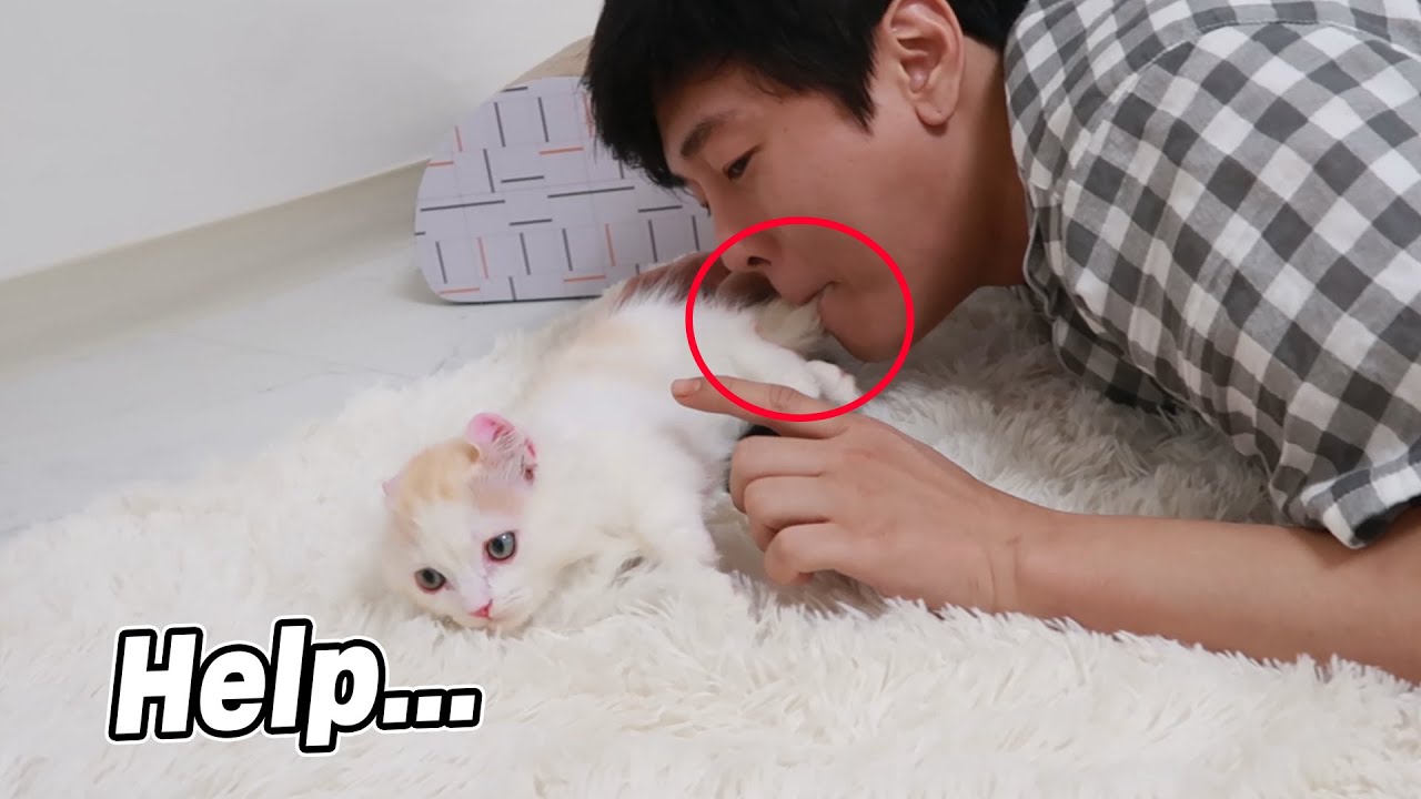 My Cat's Reaction When I Bite Their Tail!! // 고양이 꼬리를 물 때 고양이의 반응은?