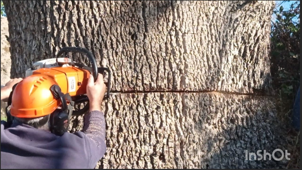 Cutting down a large oak tree...Stihl880 / Stihl 660...