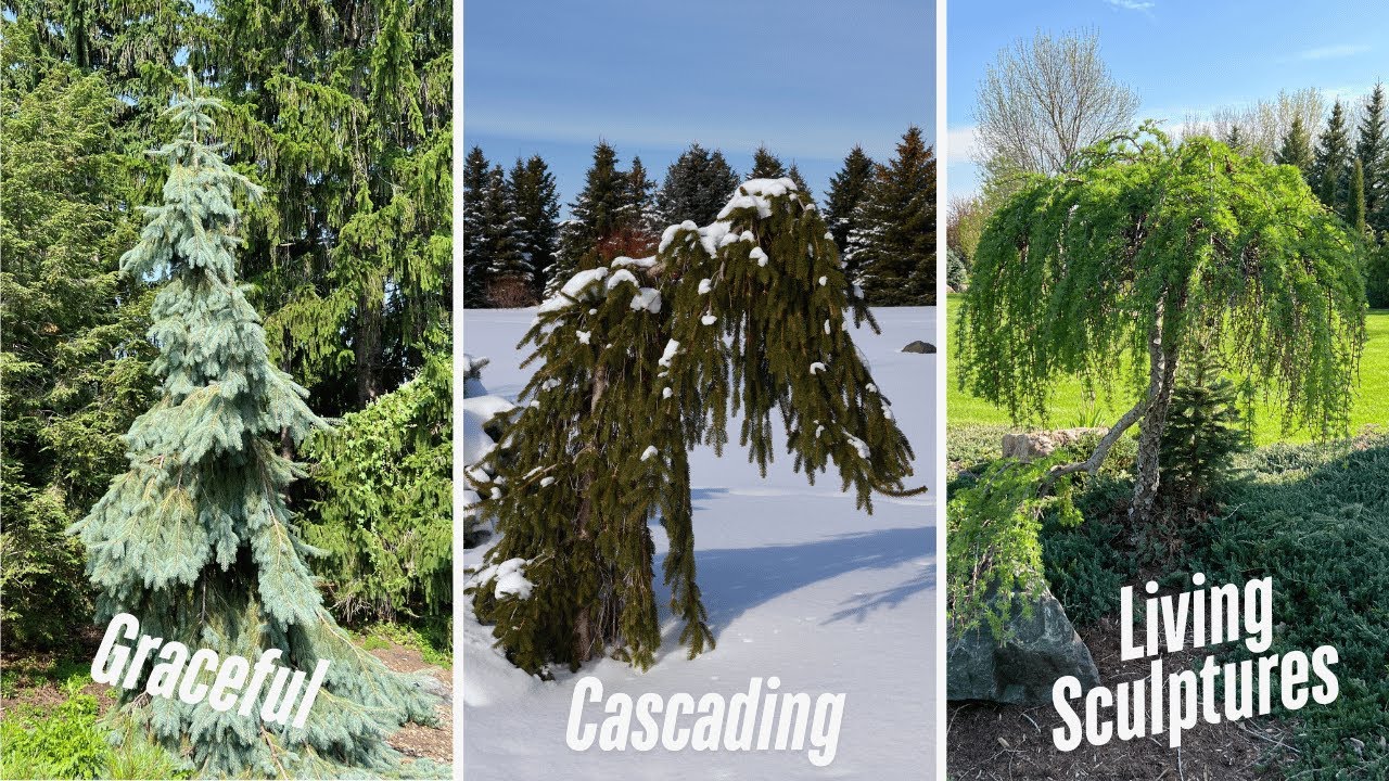 Weeping Conifers | Add A Graceful Element To Your Gardens