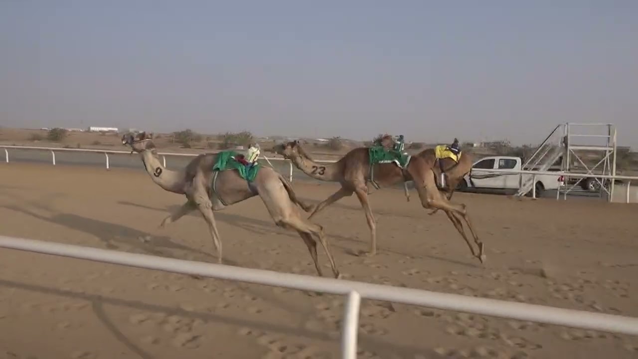 ش5 بكار لقايا 1447/08/18هـ - 2026/02/06م (الفايزة) عزام ناصر رضا ال زيد الشريف