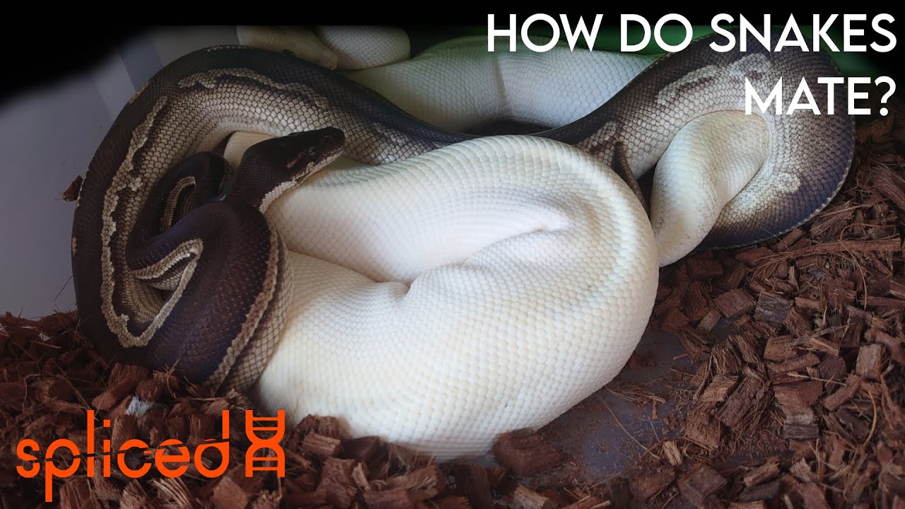 How Do Snakes Mate?