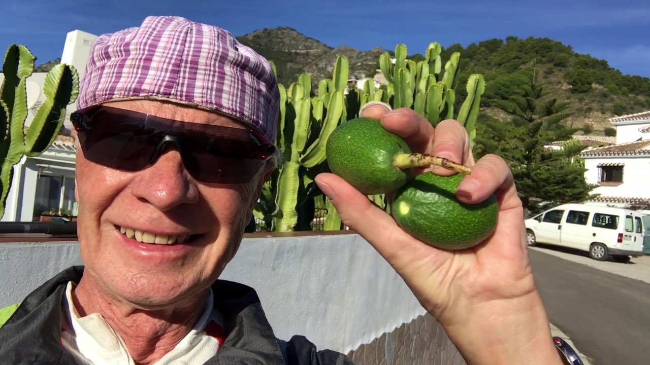 Verger d'avocatiers, deux avocats et la Vérité !