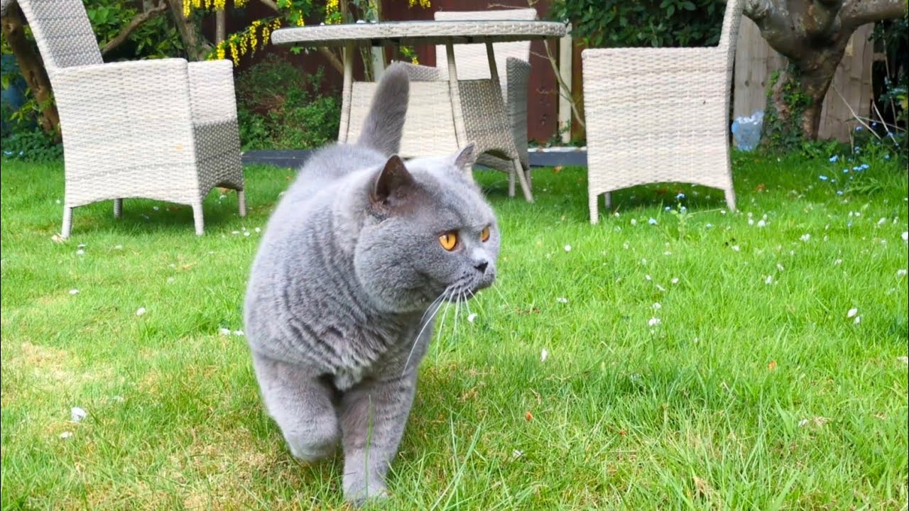 Coconut Blue British Shorthair Cat