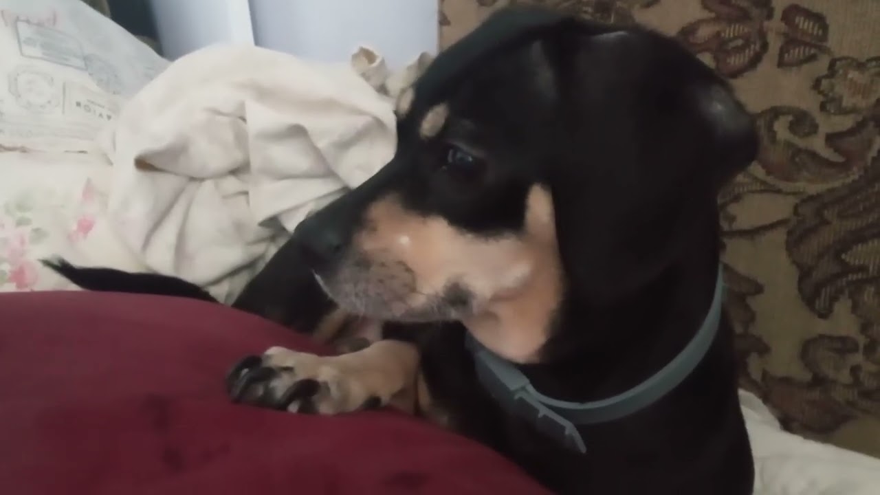 My Chiweenie  dog Sophie October First 2025