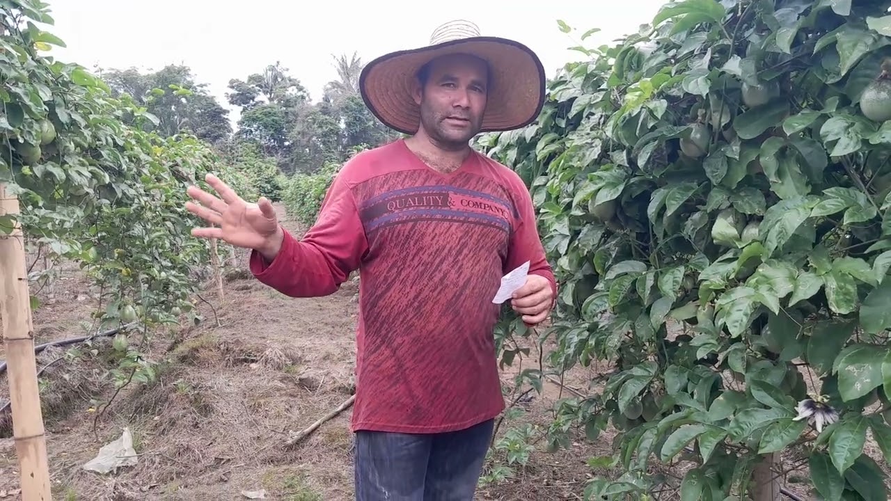 Como manejar el cultivo de maracuyá por cortes, los invito para que vean el video completo.