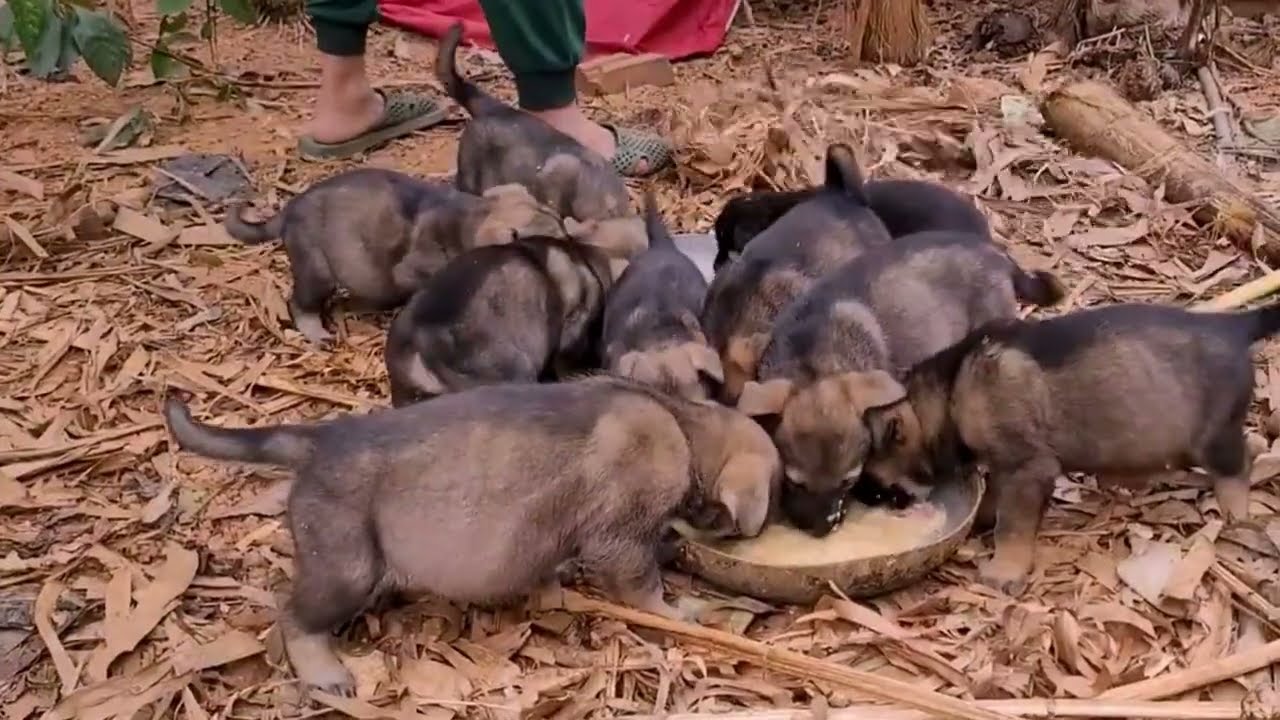 Rescue a group of puppies who don't know where their parents are, found them in the middle of a fiel