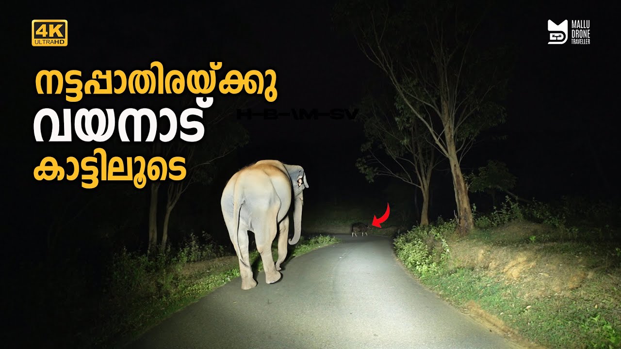 നട്ടപ്പാതിരയ്ക്കു Wayanad കാട്ടിലൂടെ | Elephant encounter | Tholpetty | Thirunelli