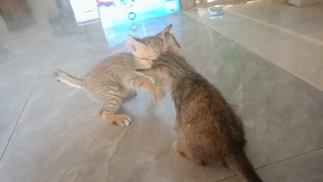 #ដល់វគ្គឈ្លោះគ្នាហើយ😾😺🥰