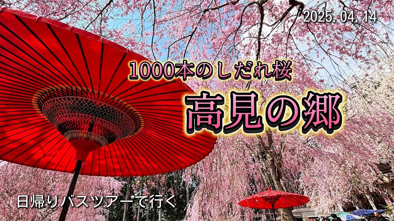天空に浮かぶ桜の園・1000本のしだれ桜 🌸「高見の郷」🌸 日帰りバスツアー