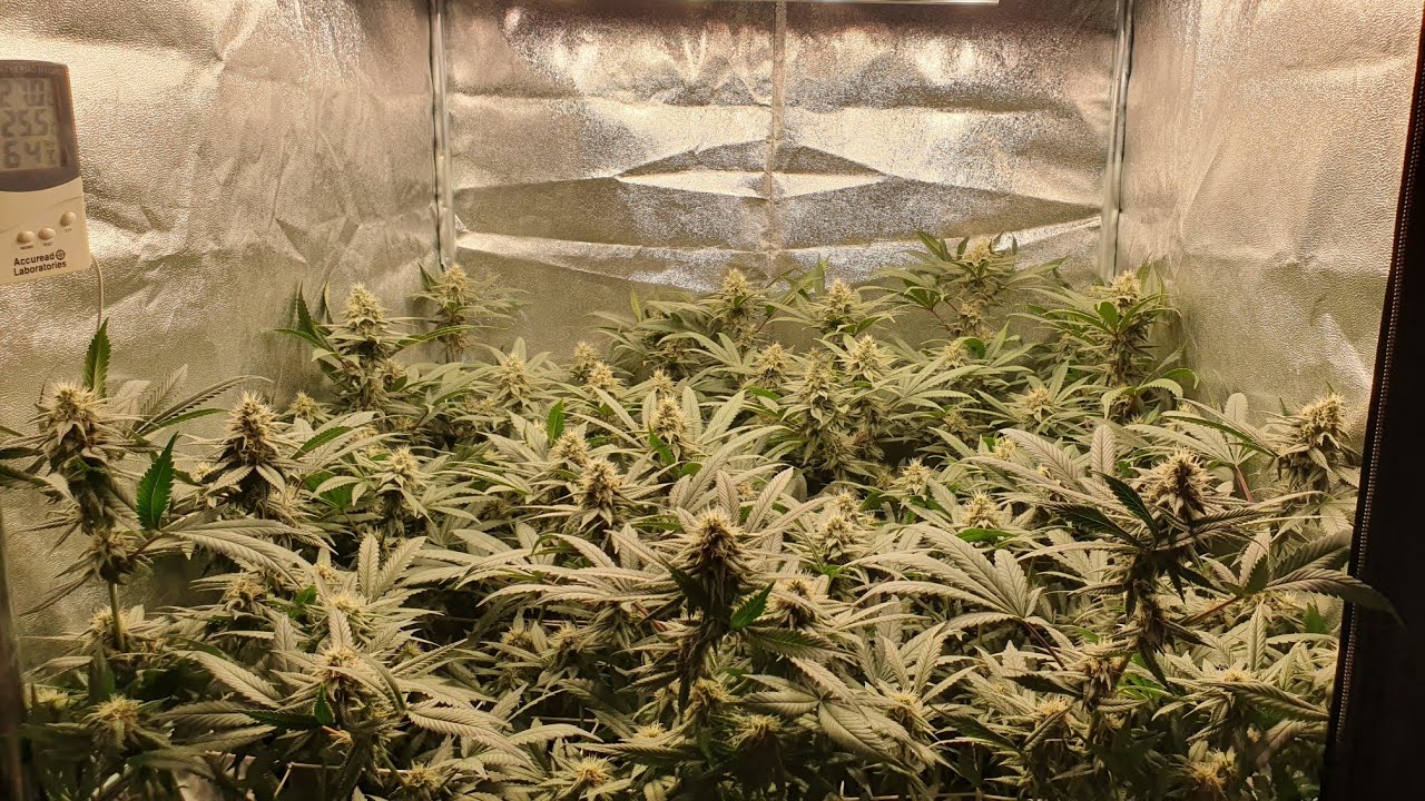 Mars Hydro FC3000 Review with Cookies Gelato, Day 35* Flower #9
