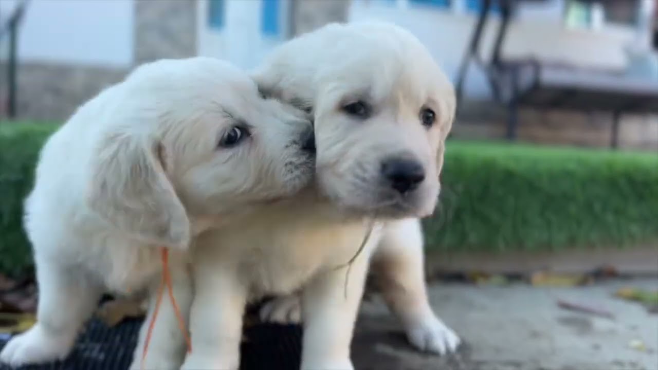 Blueprint of Clear Passion and Vestafjell&rsquo;s Heffalompen litter at 6 weeks old, Golden Retriever