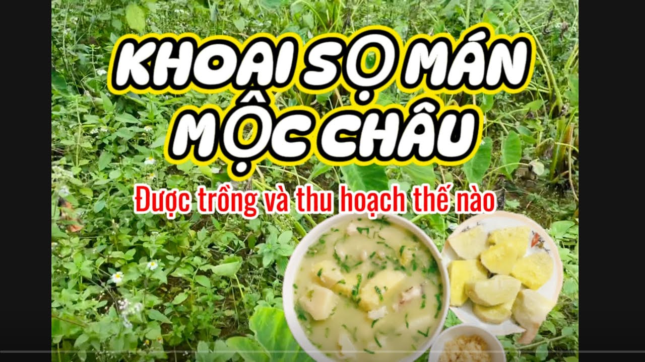 Khoai sọ mán Mộc Châu trồng và thu hoạch đặc biệt thế nào?