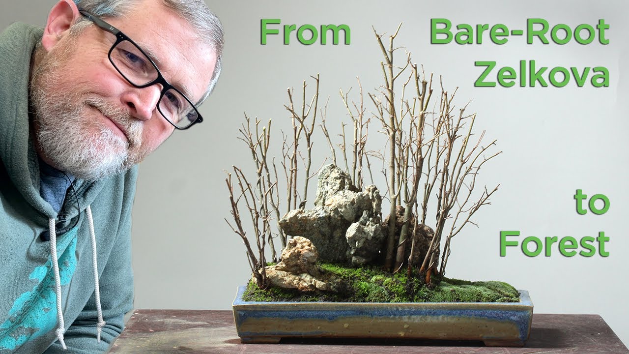 Bonsaify | Making a Bonsai Forest from Bare Root Zelkova (ASMR)