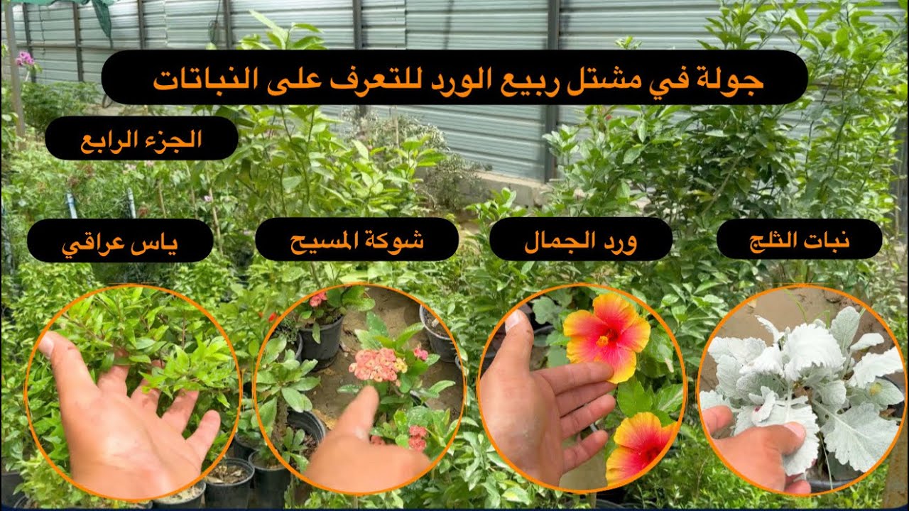 مشتل ربيع الورد/ جولة داخل المشتل للتعرف على النباتات واسعارها (الجزء الرابع)