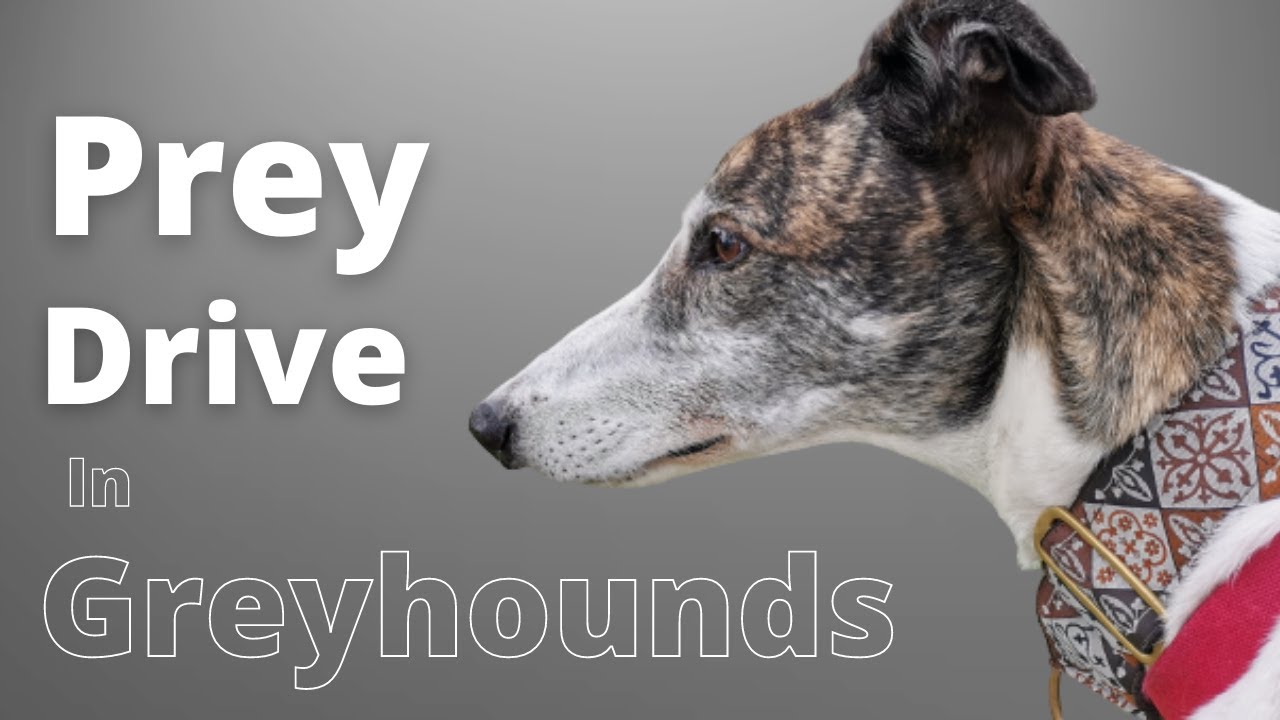 Prey Drive in Greyhounds