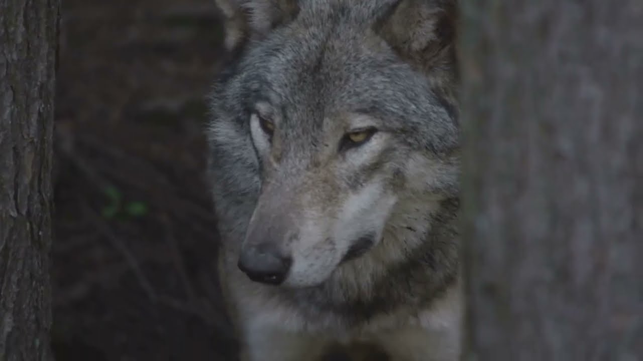 “Wolves vs Humans: Europe’s Growing Wildlife Battle”