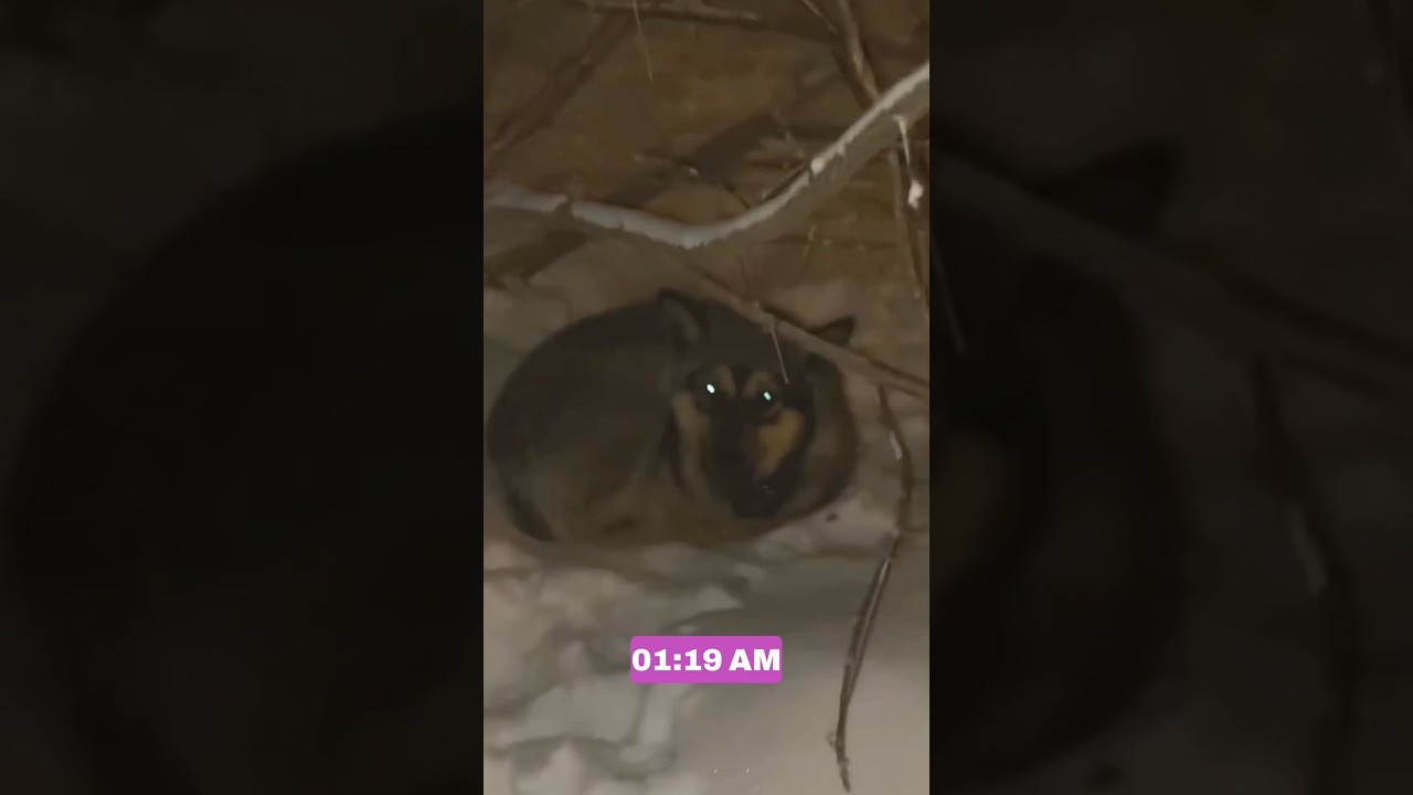 Она пережила суровые зимние улицы и постепенно поняла, что люди могут быть добрыми.